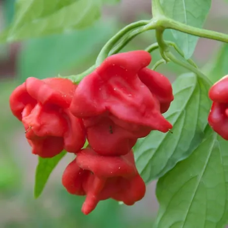 Hylatio Tourist Village Aparthotel 4*