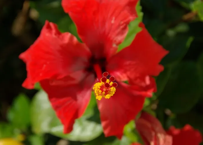 Hylatio Tourist Village Apartahotel