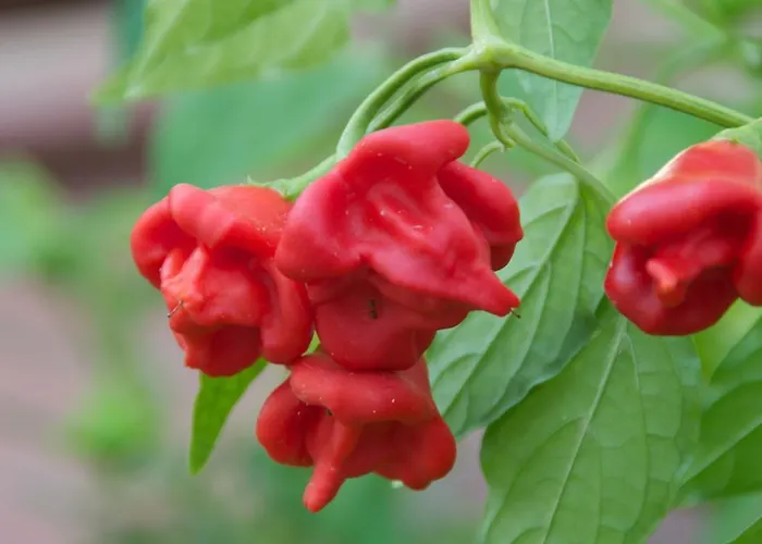 Hylatio Tourist Village Apartahotel 4*